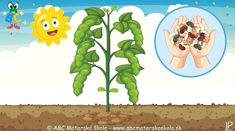 Rastie fazuľka - Zaspievajte si s detičkami